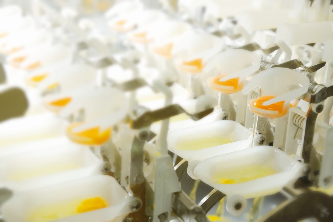 Liquid Egg (Chilled / Frozen)