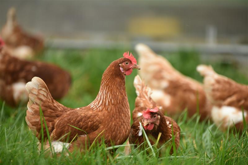 Modern Asian poultry farm with chickens in a clean, well-organized facility